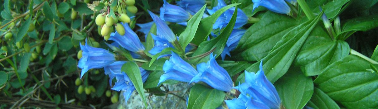 Gentiane bleue
