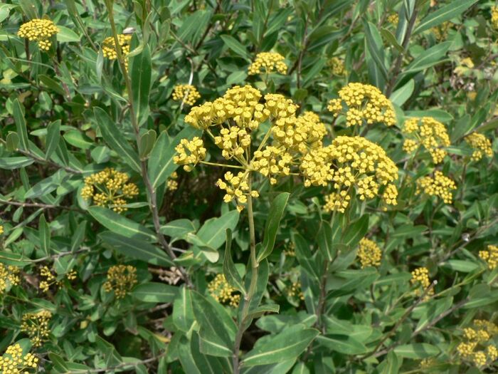 Flore de la Corse