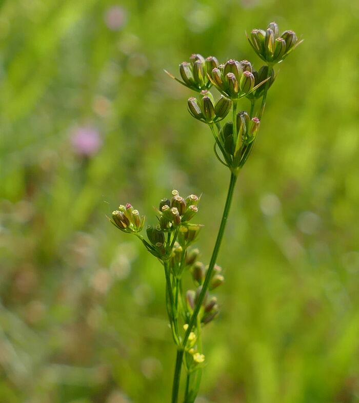 Flore de la Corse