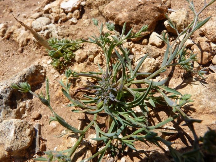 Flore de la Corse