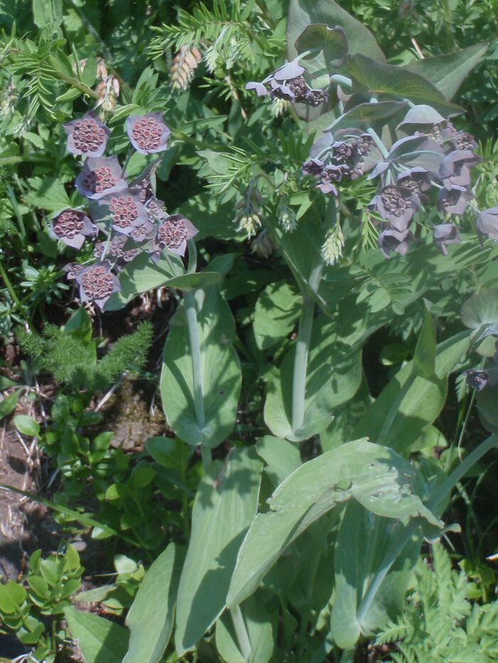 Flore de la Corse