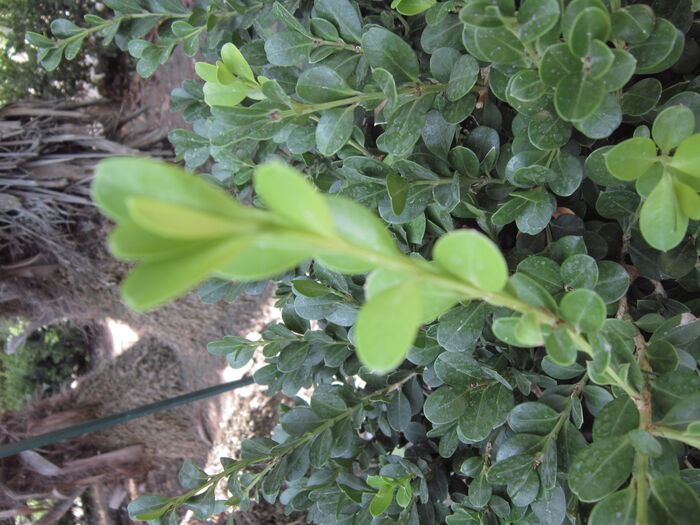 Flore de la Corse