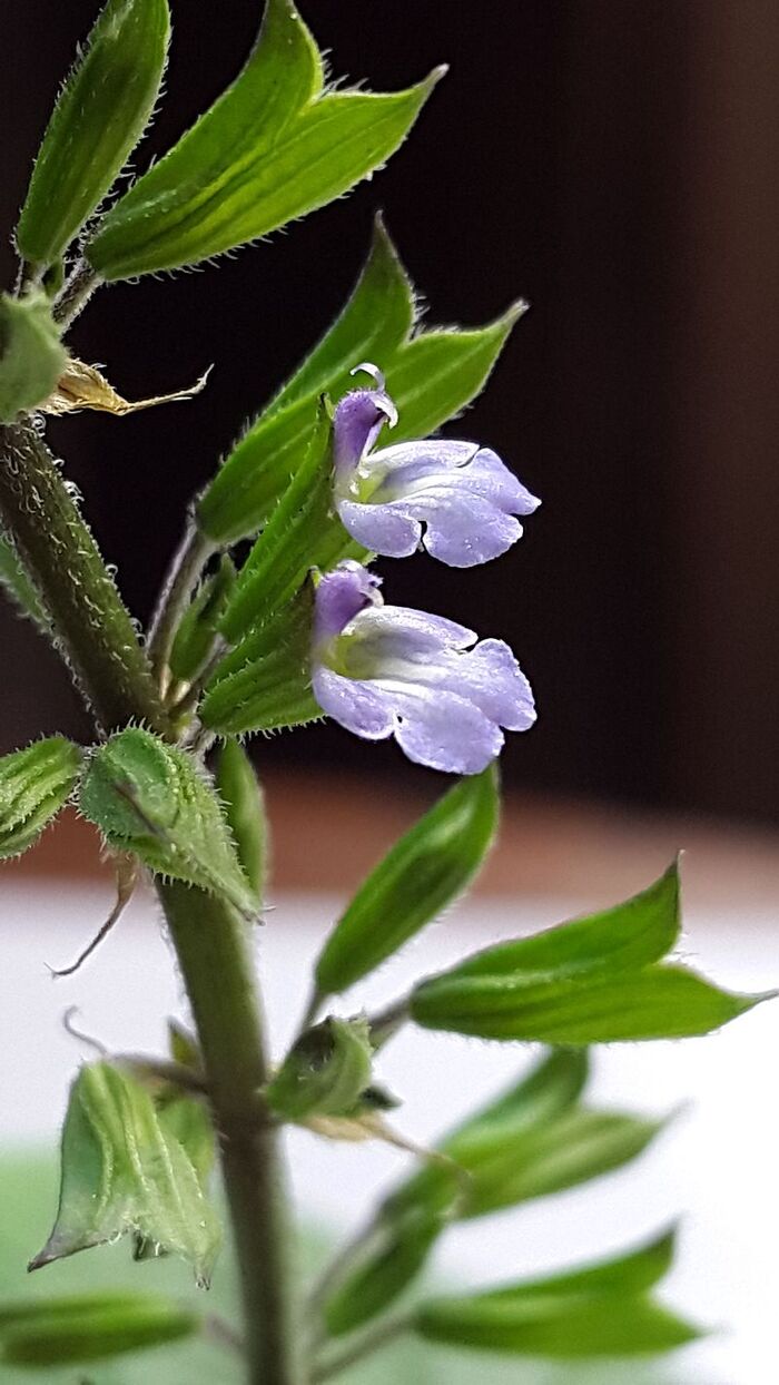 Flore de la Corse