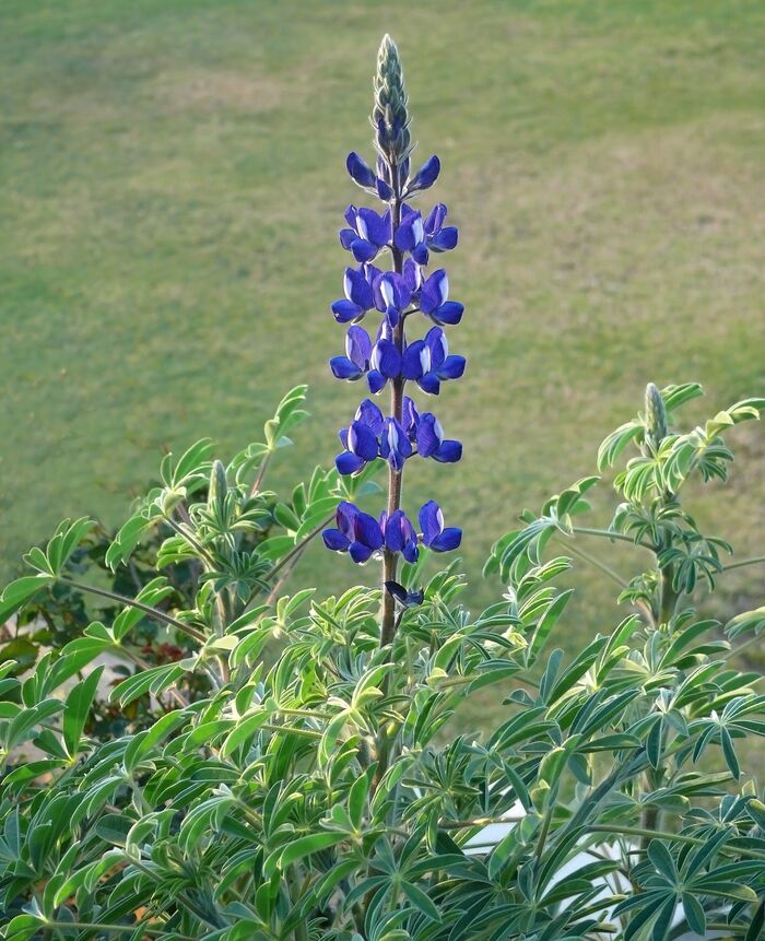 Flore de la Corse