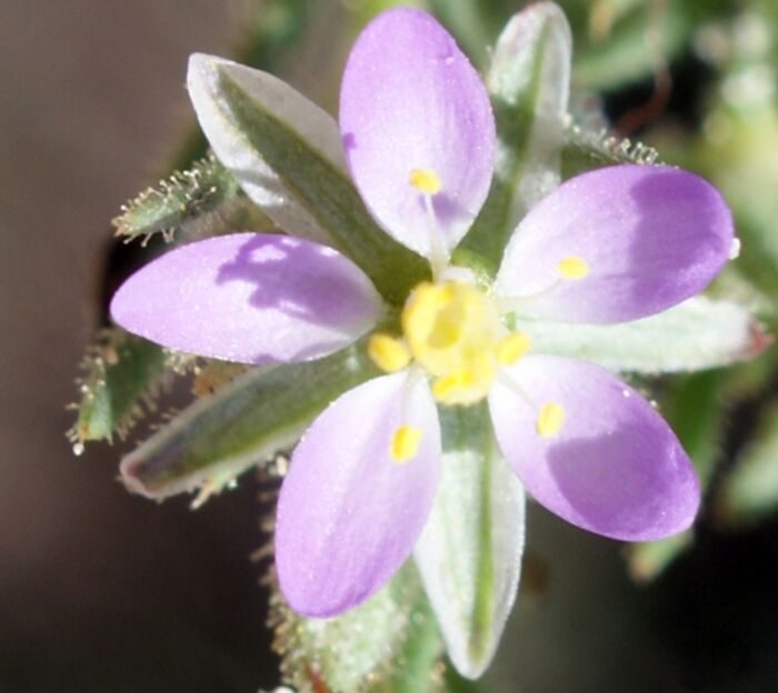 Flore de la Corse