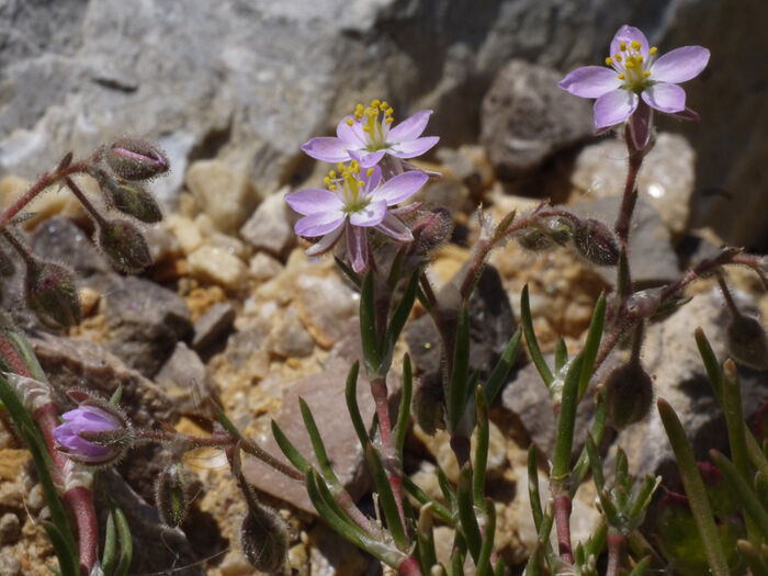 Flore de la Corse