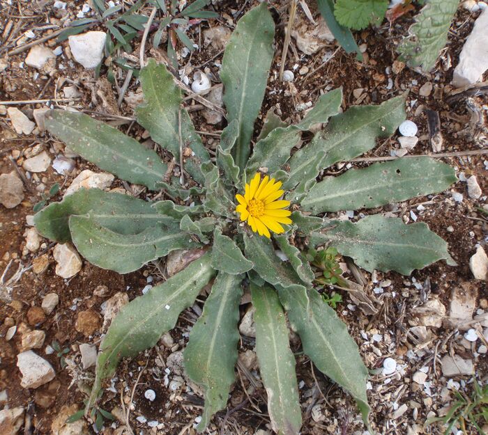 Flore de la Corse