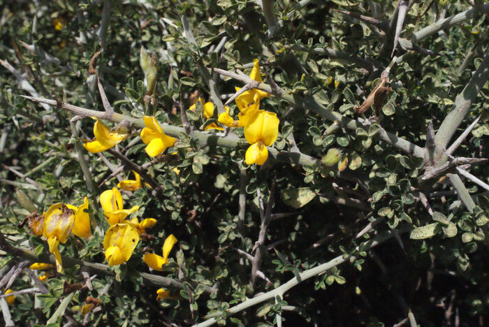 Flore de la Corse
