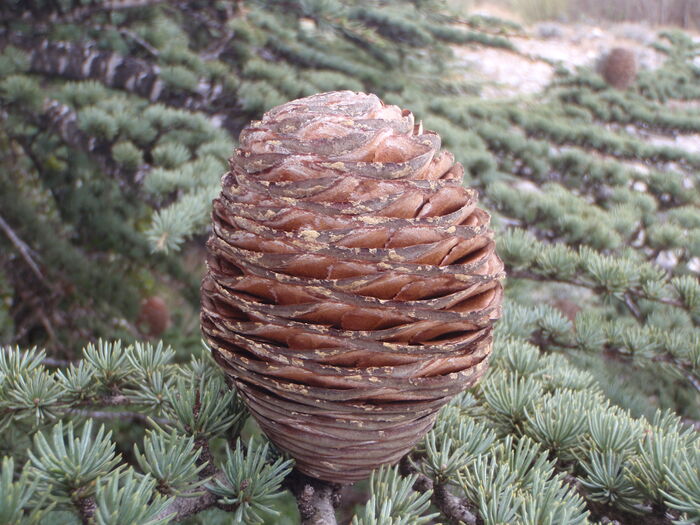 Flore de la Corse