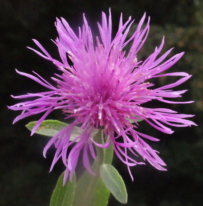Flore de la Corse