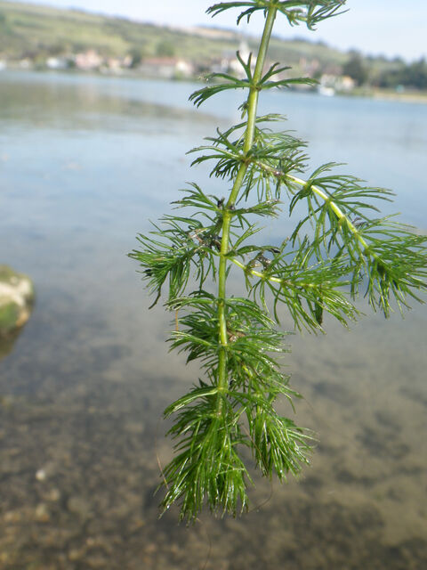 Flore de la Corse