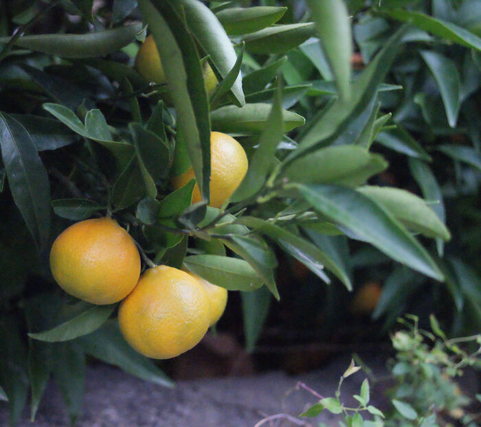 Flore de la Corse