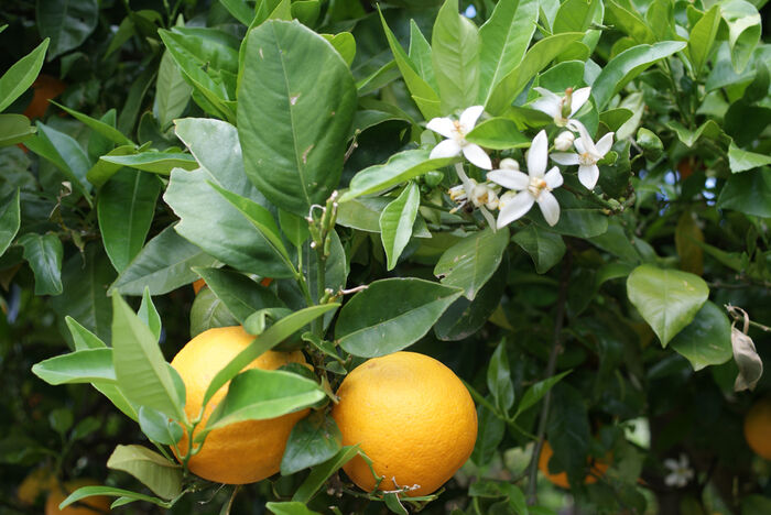 Flore de la Corse