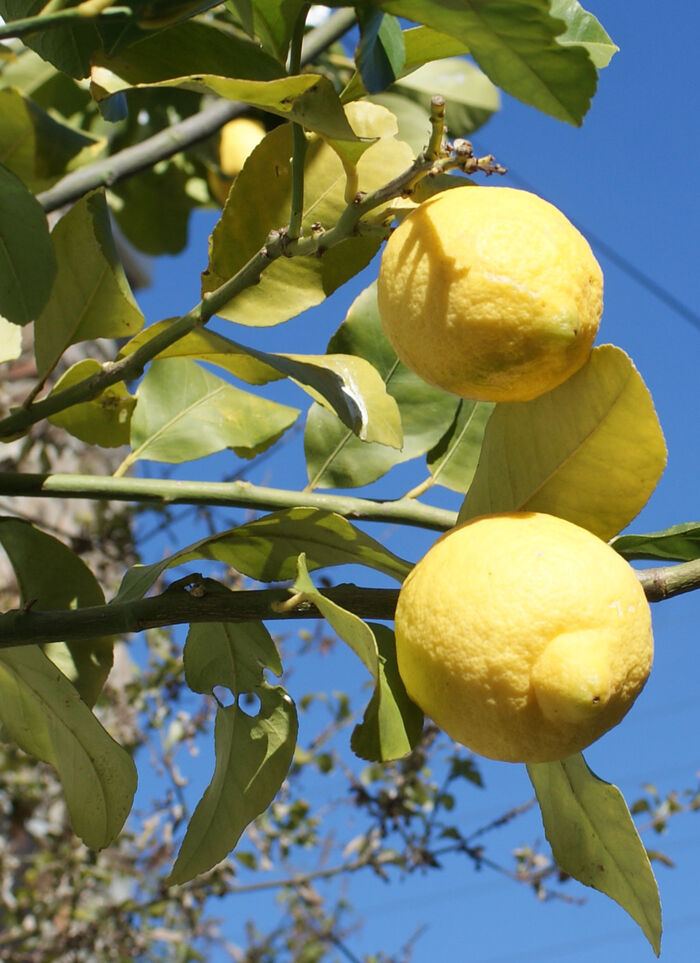 Flore de la Corse