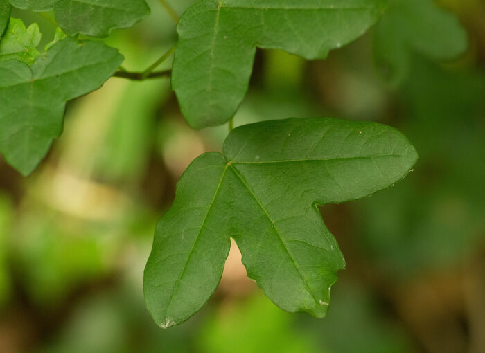 Flore de la Corse