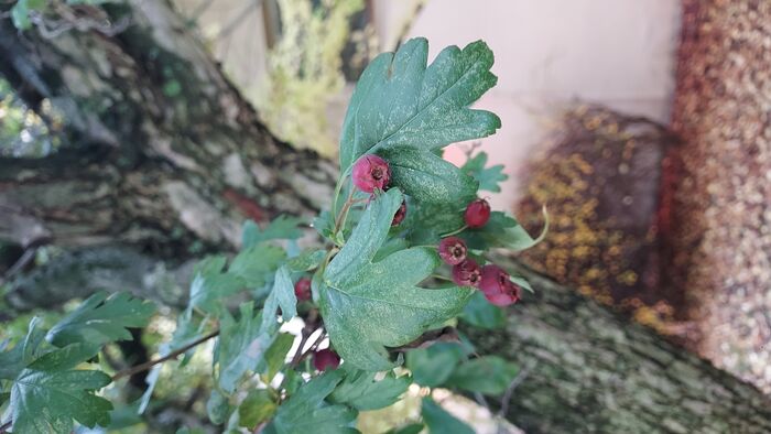 Flore de la Corse
