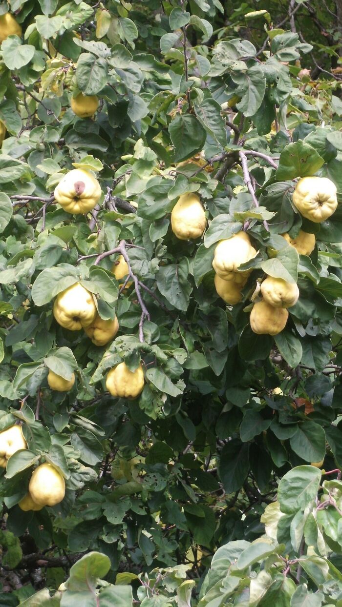 Flore de la Corse