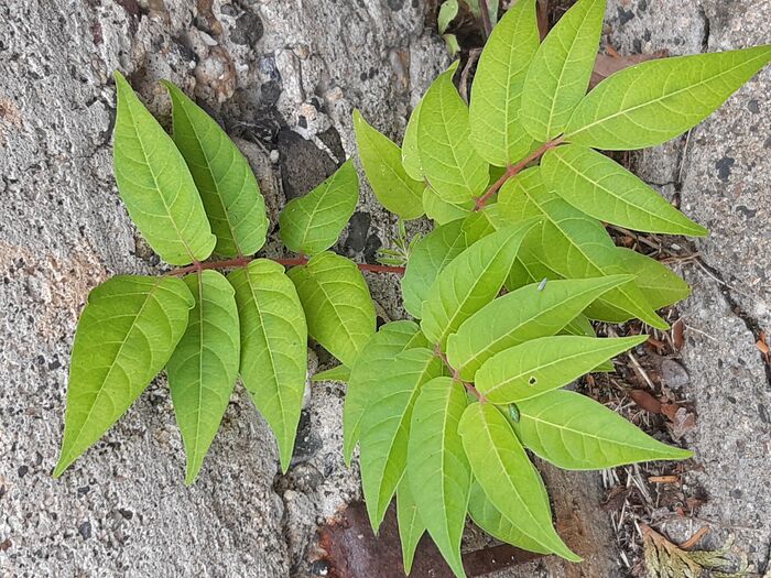 Flore de la Corse