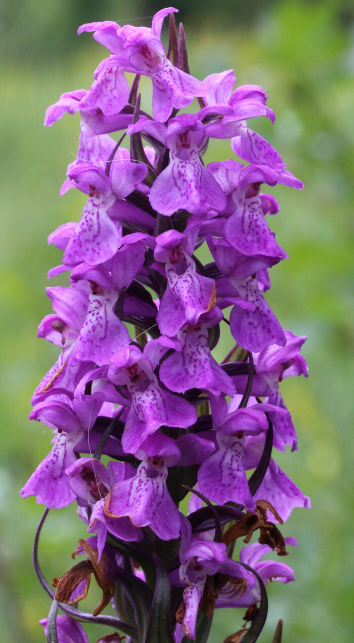Flore de la Corse