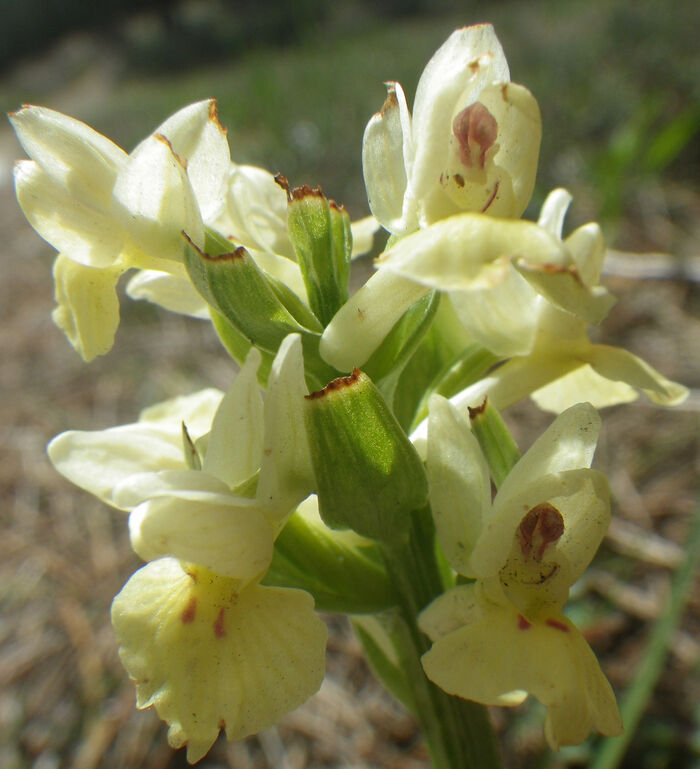 Flore de la Corse