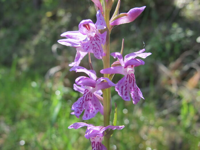Flore de la Corse