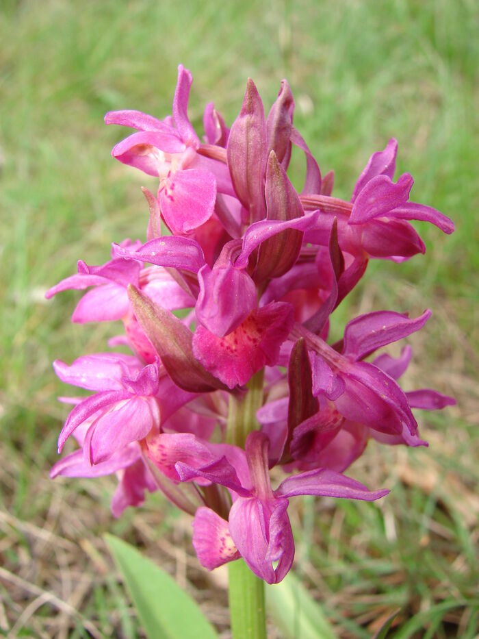 Flore de la Corse