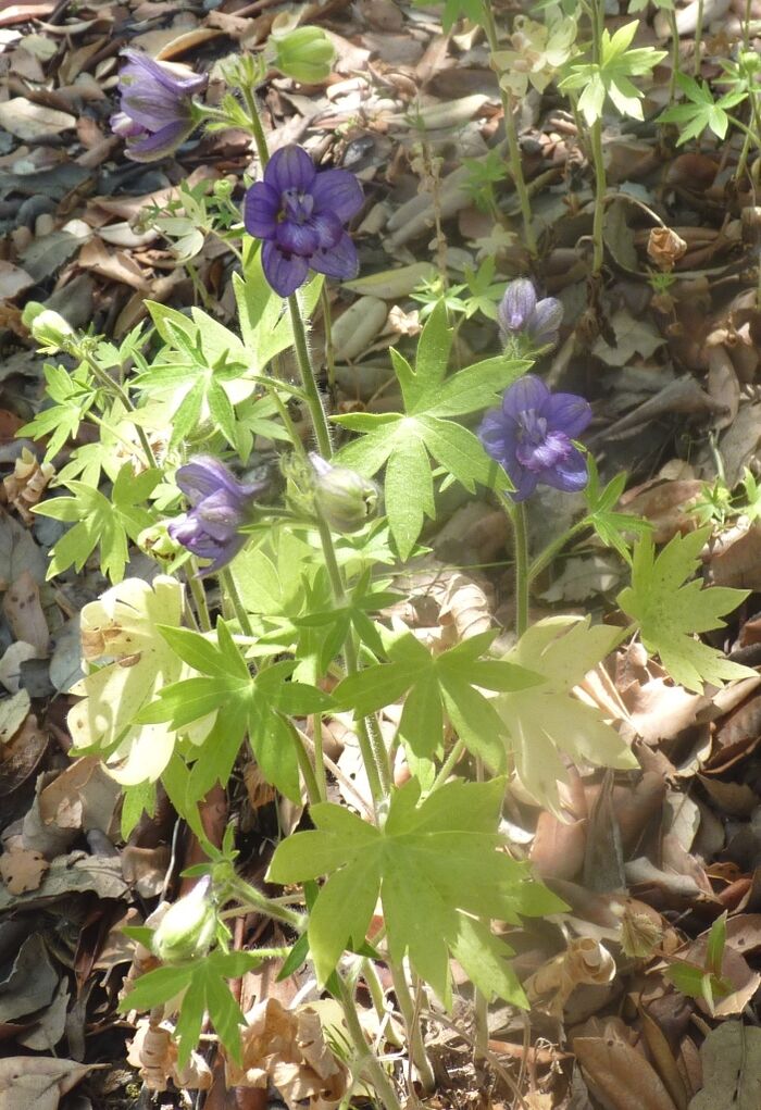 Flore de la Corse