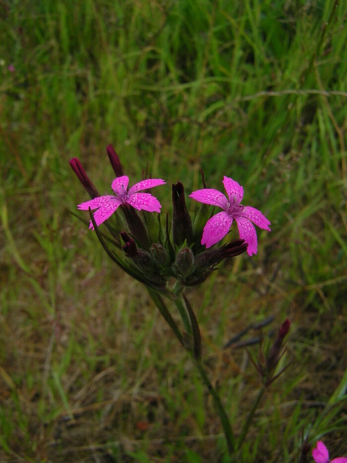 Flore de la Corse
