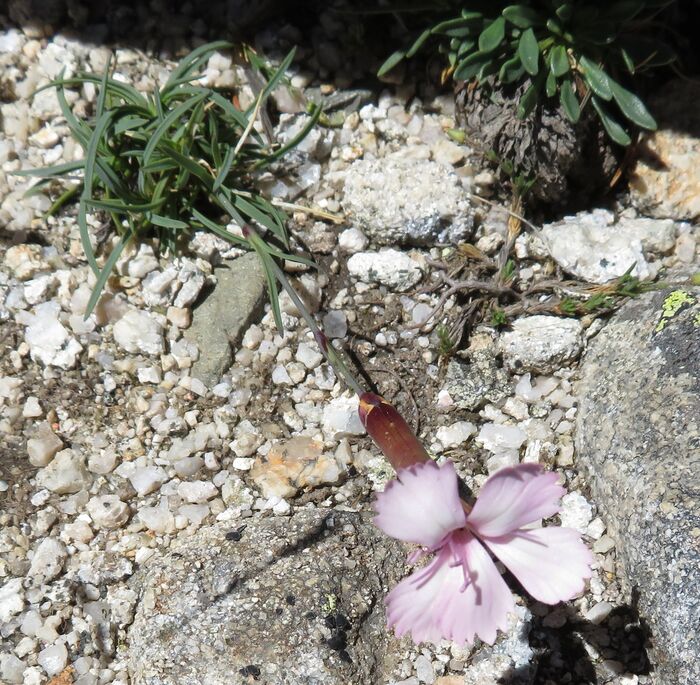 Flore de la Corse