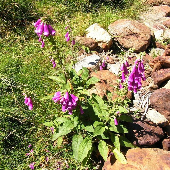 Flore de la Corse