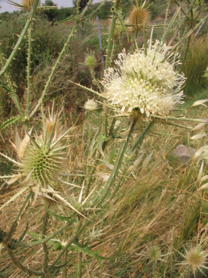 Flore de la Corse