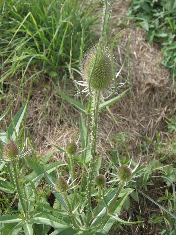 Flore de la Corse