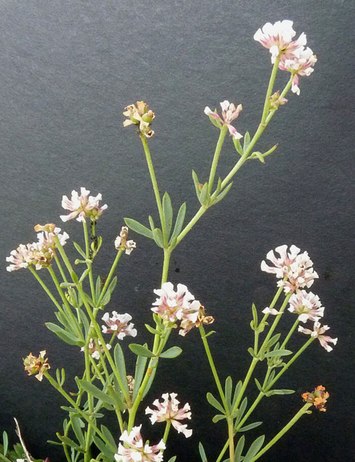 Flore de la Corse