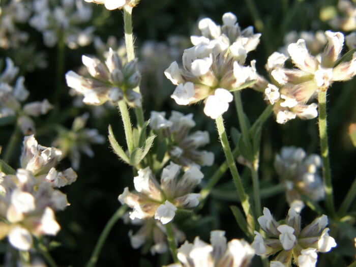 Flore de la Corse