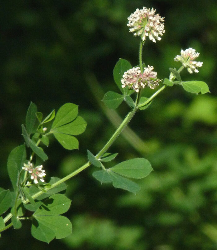 Flore de la Corse