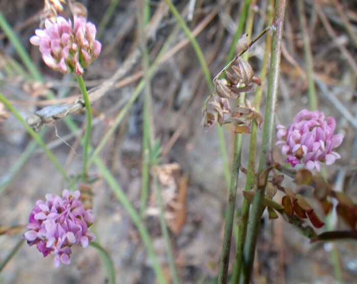 Flore de la Corse