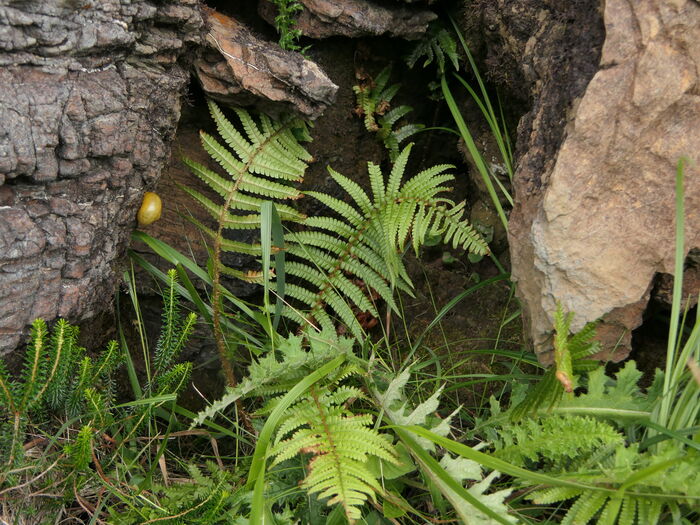Flore de la Corse