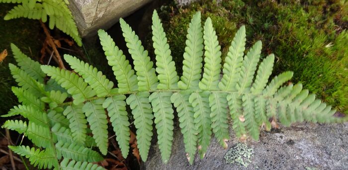 Flore de la Corse