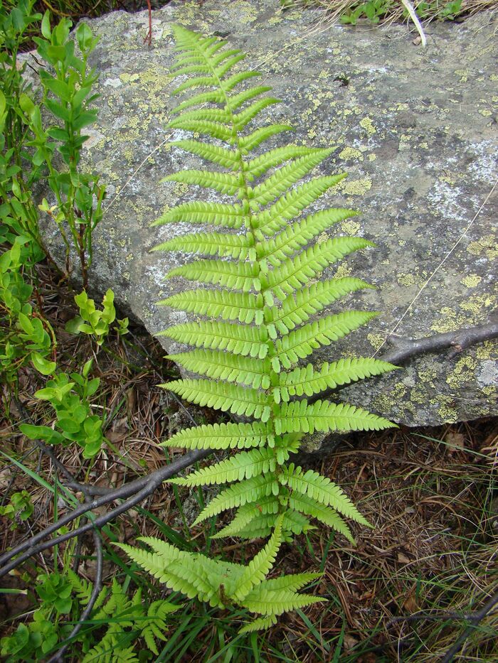 Flore de la Corse