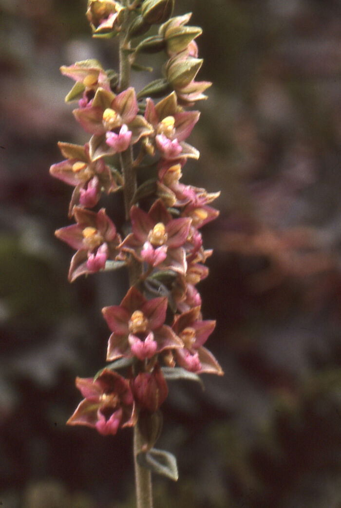 Flore de la Corse