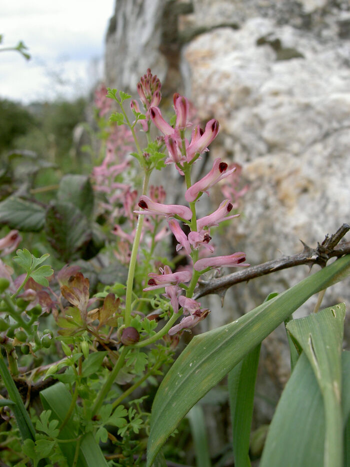 Flore de la Corse