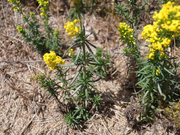 Flore de la Corse