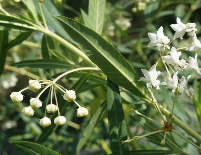 Flore de la Corse