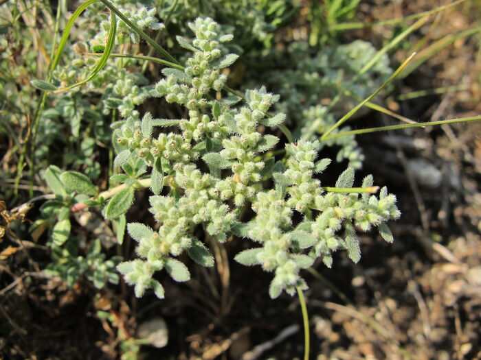 Flore de la Corse