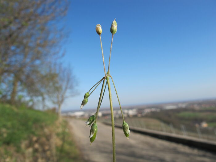 Flore de la Corse