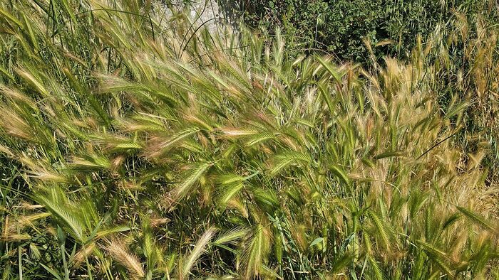 Flore de la Corse