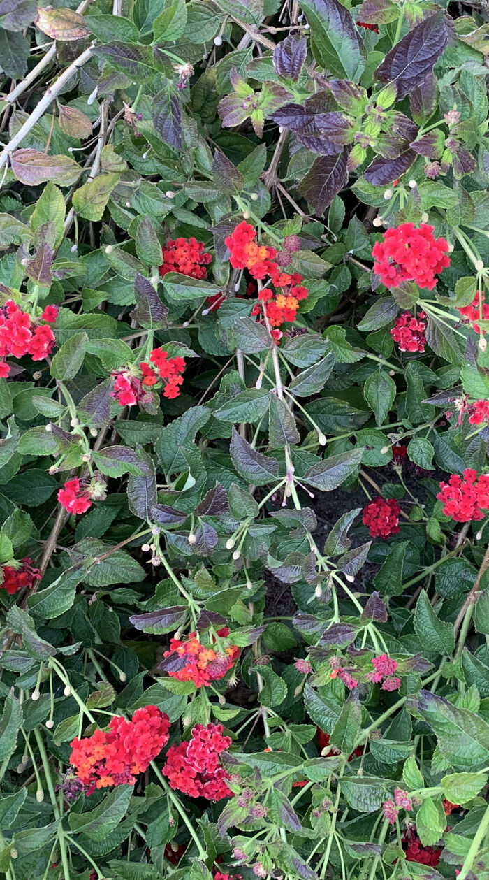 Flore de la Corse