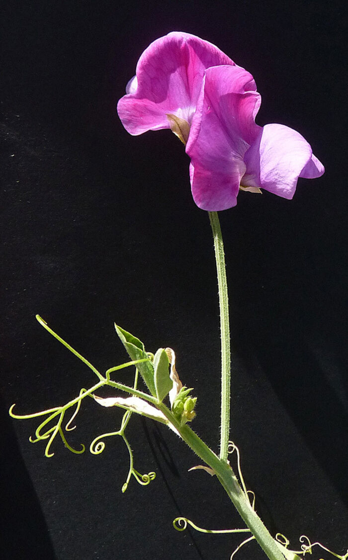 Flore de la Corse