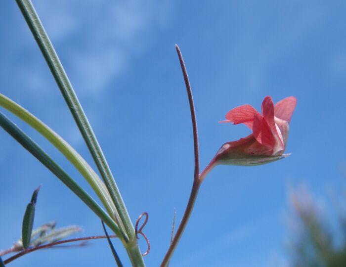 Flore de la Corse