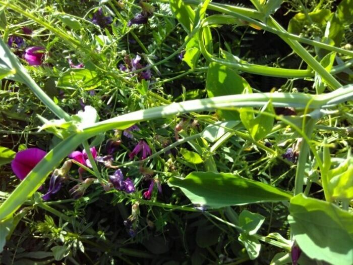 Flore de la Corse